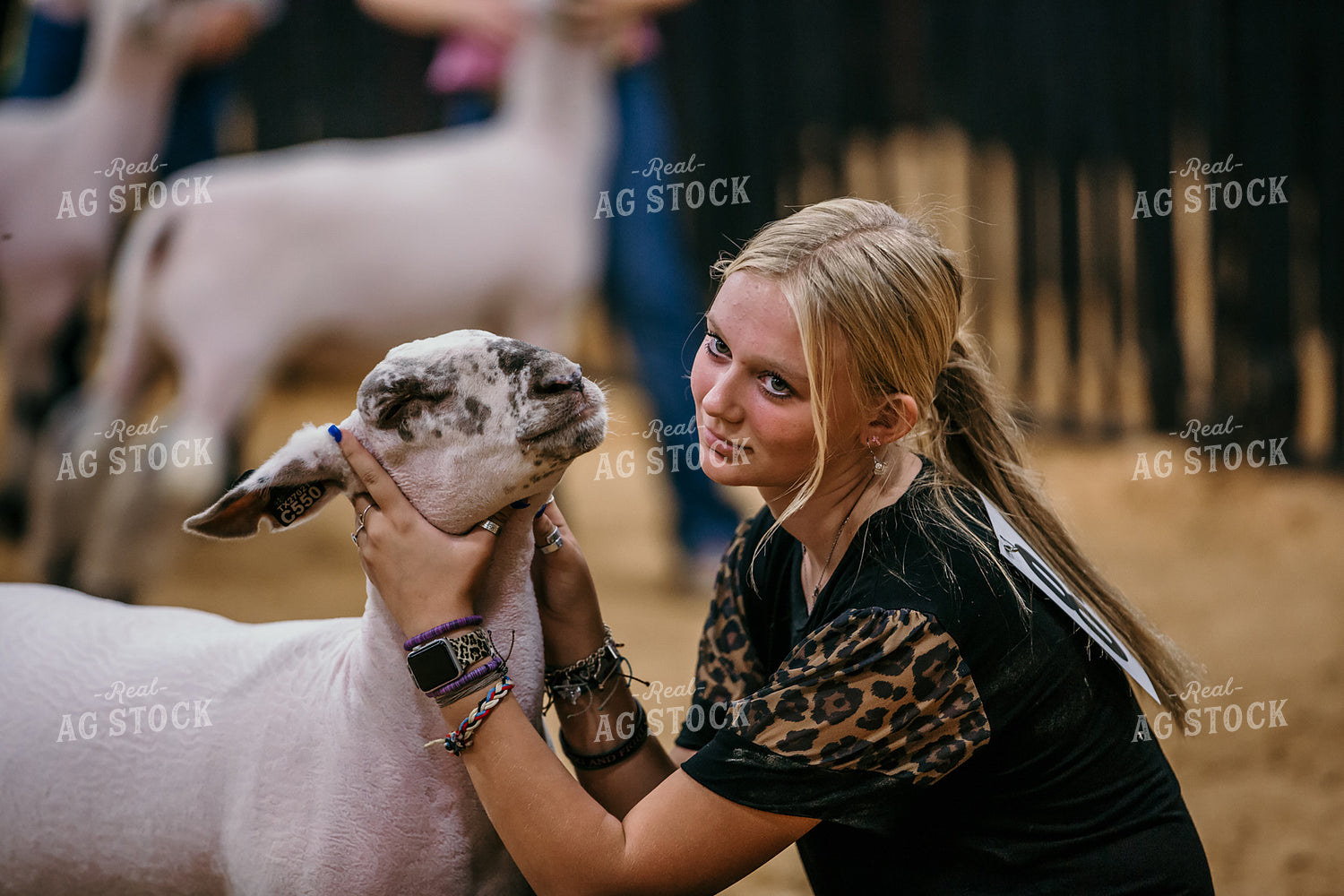 Farm Kid Showing Sheep 98040