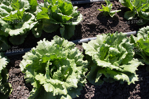 Field of Lettuce 105052