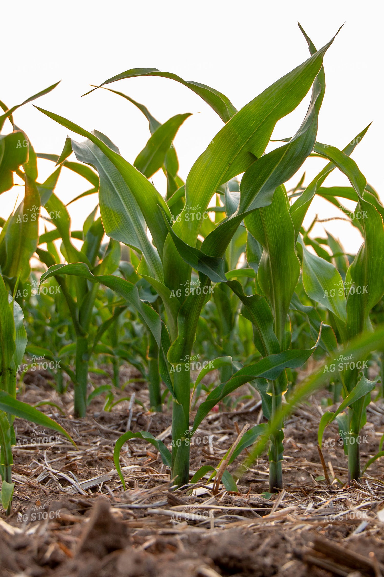 Early Growth Corn 157085