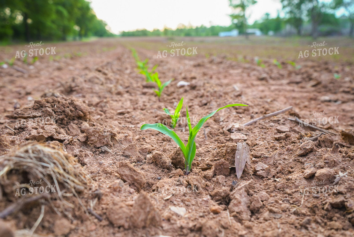 Early Season Corn 128134