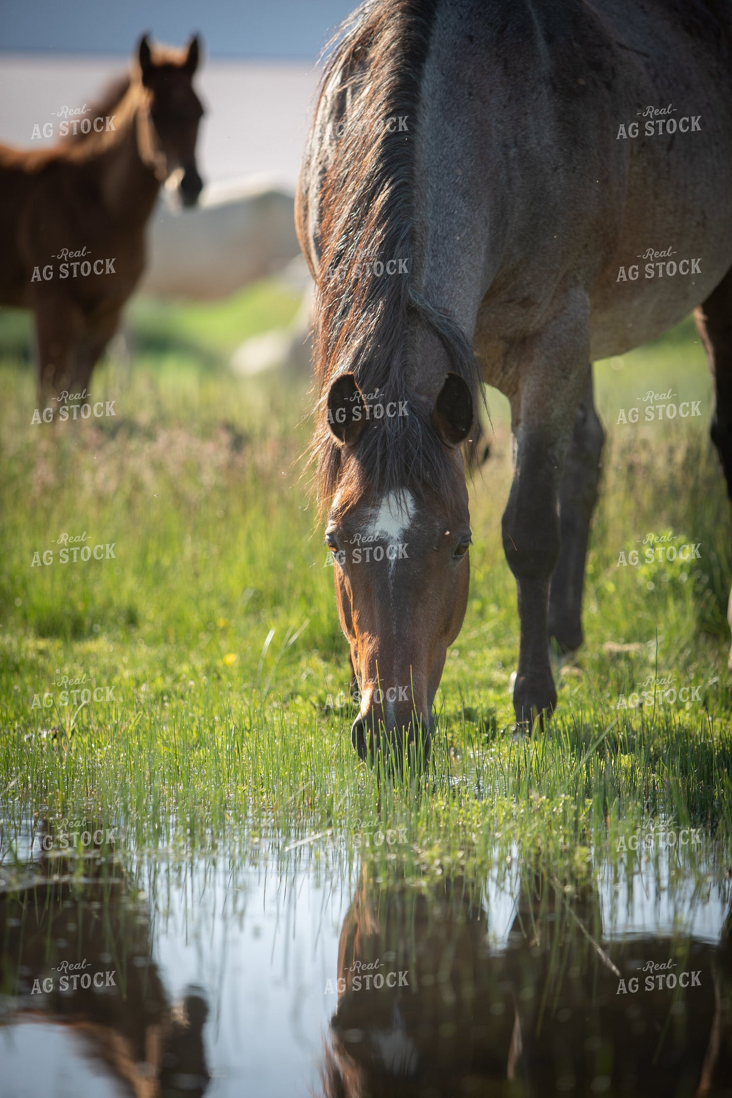 Foal and Mare 78202