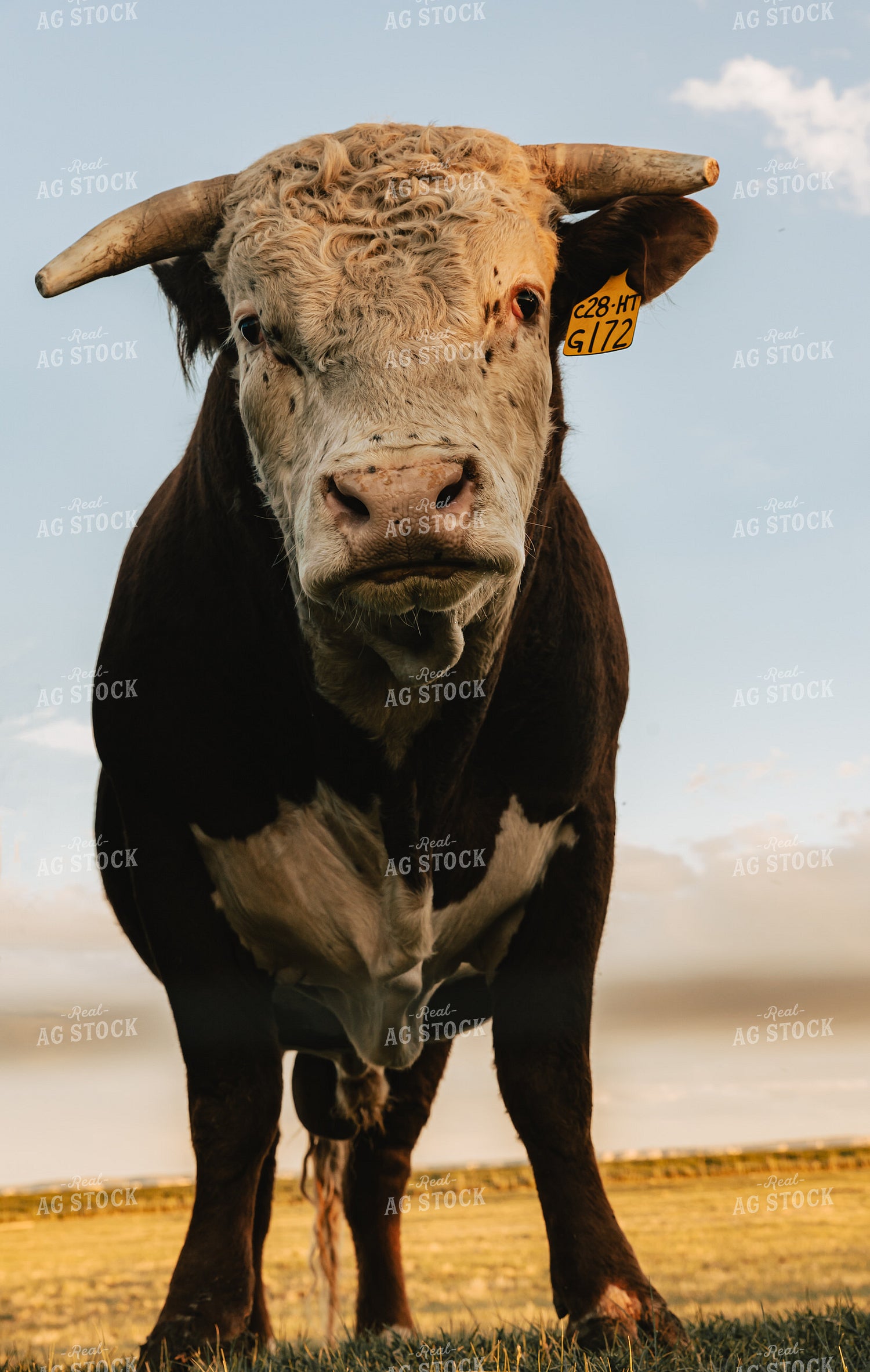 Hereford Bull in Pasture 61102