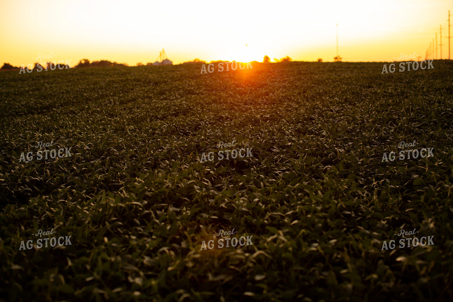 Soybeans - Mid-Season 4888