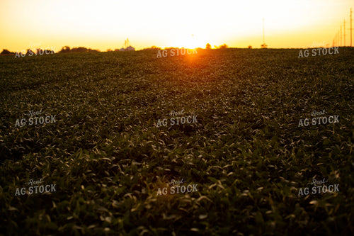 Soybeans - Mid-Season 4888