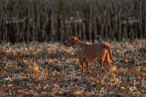 Farm Dog in Cornfield 157027