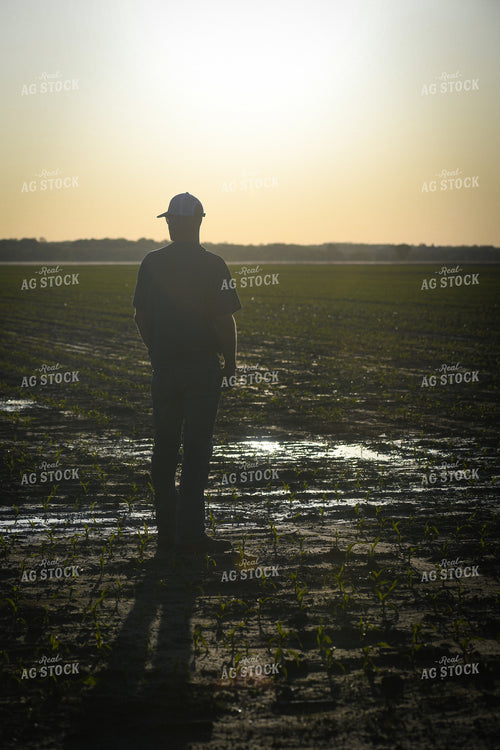 Farmer Scouting Wet Corn Field 191093