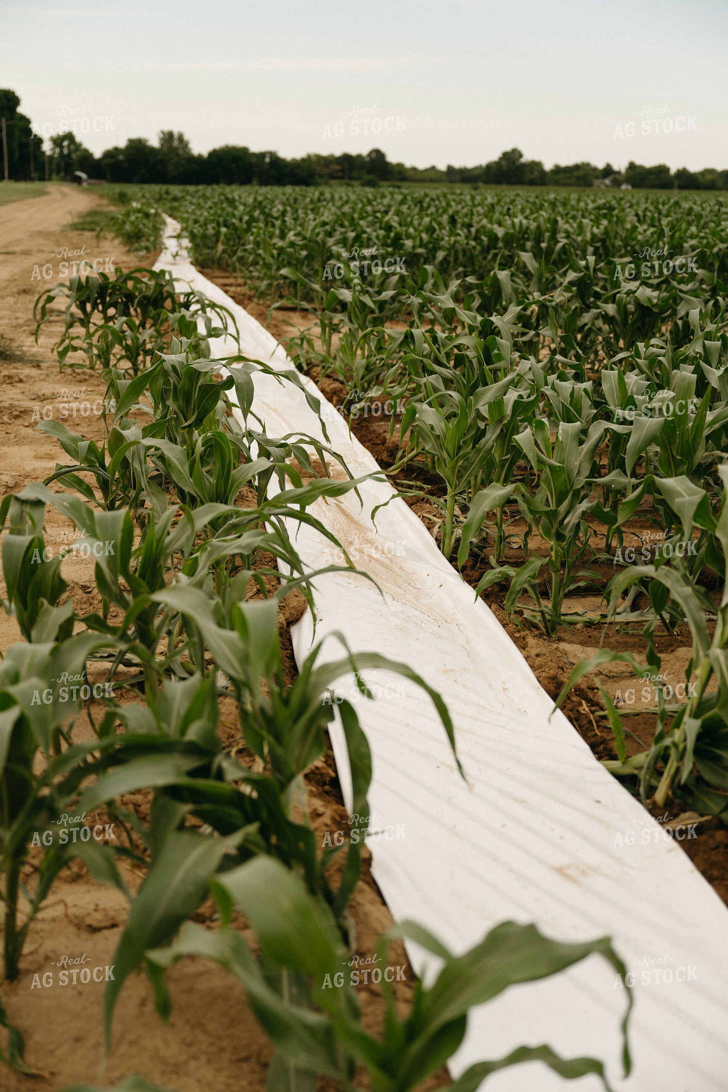 Poly Irrigated Corn Field 125328