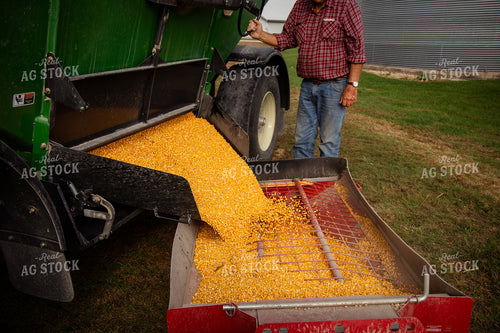Unloading Harvested Corn 268164