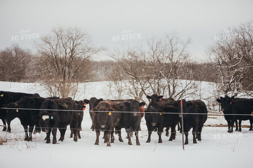 Angus Cattle in Snowy Pasture 3778
