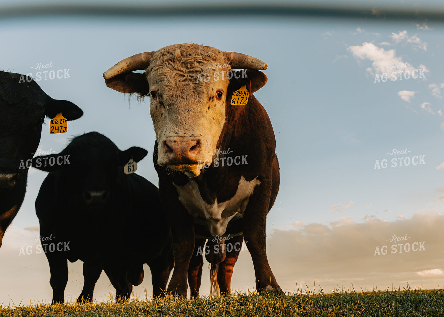 Hereford Bull in Pasture 61099