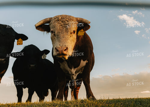 Hereford Bull in Pasture 61099
