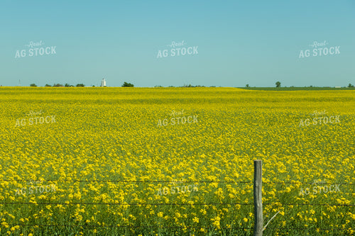 Canola Field  60073