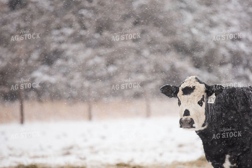 Black Baldy Cattle in Snow 303016