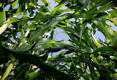 Midseason Corn 129099