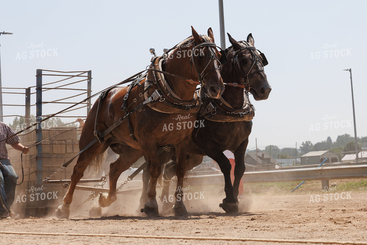 Horse Pulling 52908