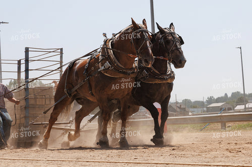 Horse Pulling 52908