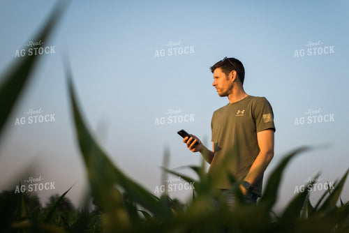 Young Farmer Using Phone in Corn Field 8170
