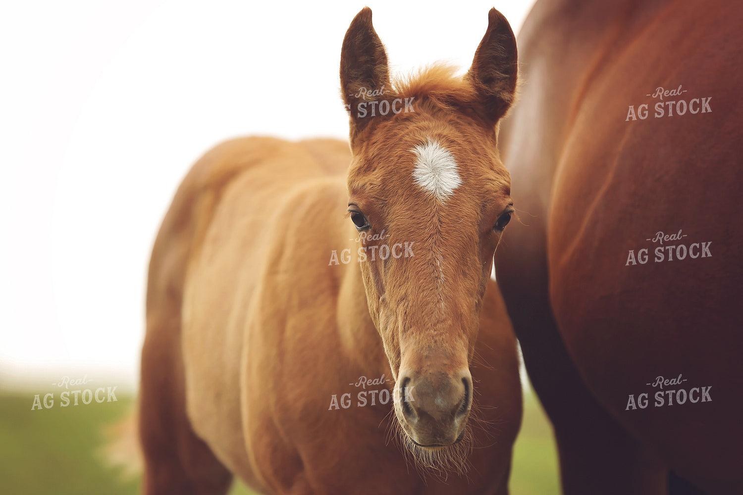 Foal 127057