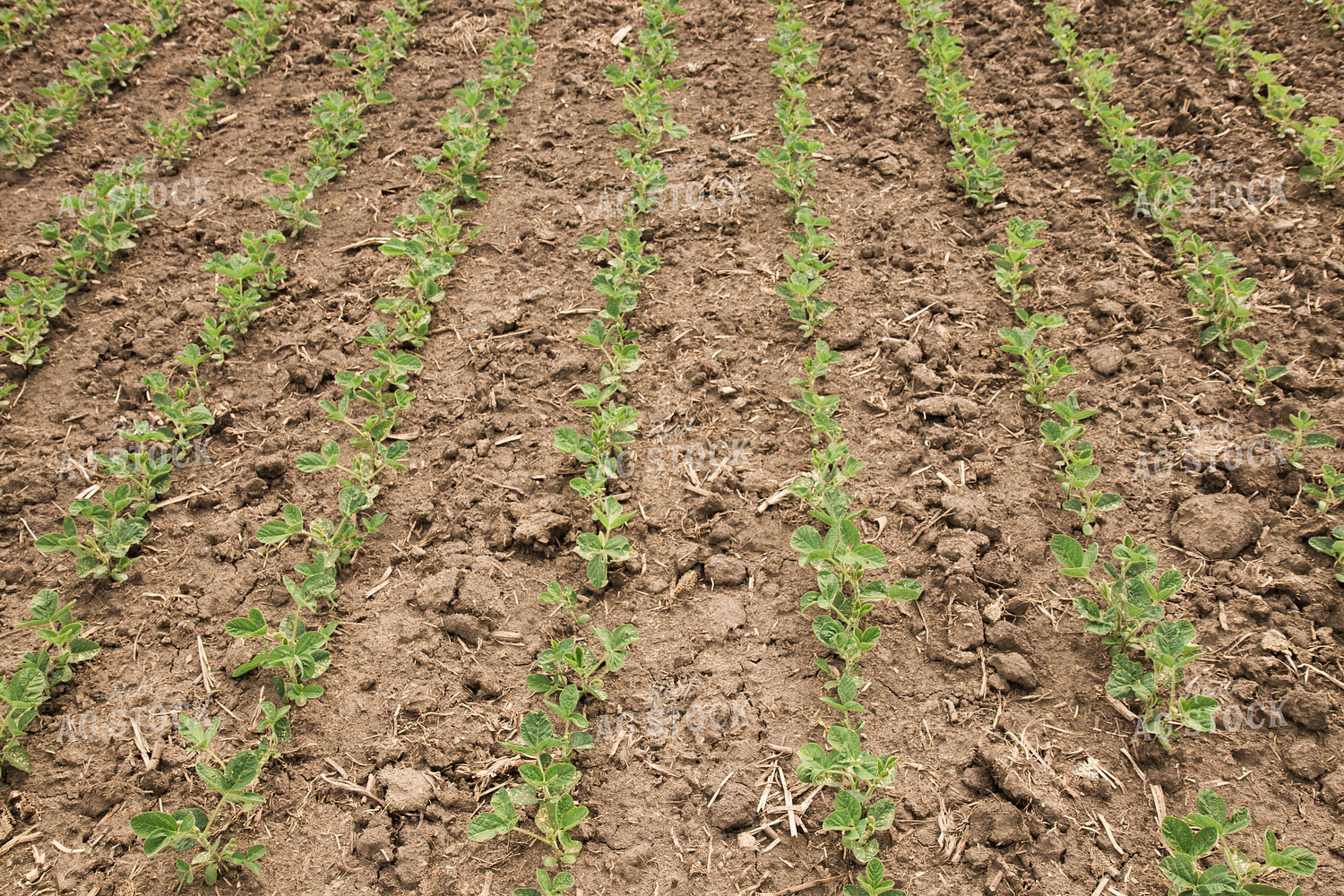 Soybean Field 67353