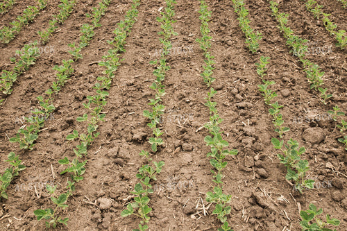 Soybean Field 67353