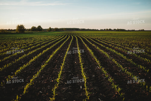 Rows of Early Stage Corn 4290