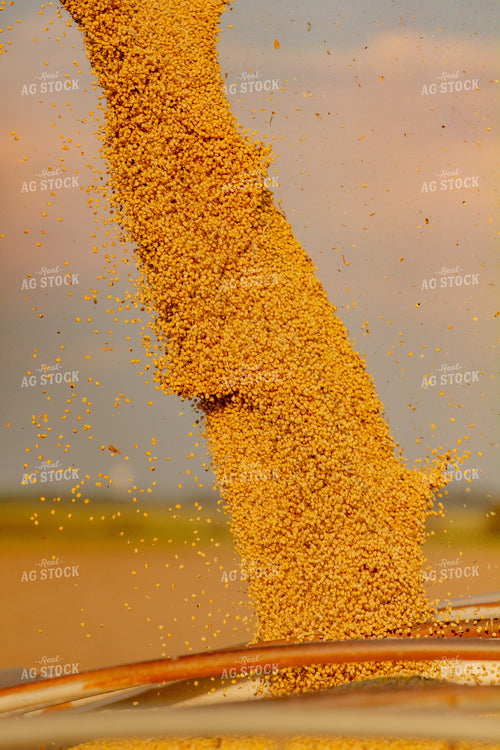 Unloading Harvested Soybeans 291126