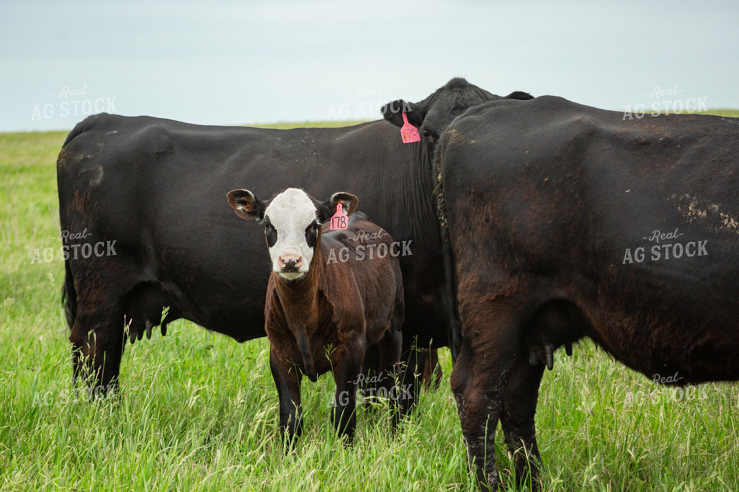 Cattle on Pasture 155622