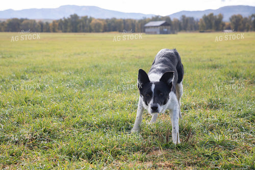Farm Dog 117138