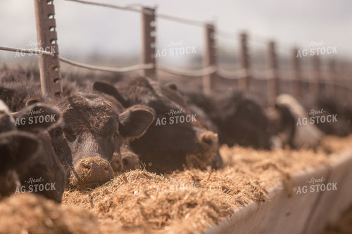 Angus Cattle at Feed Trough 72048