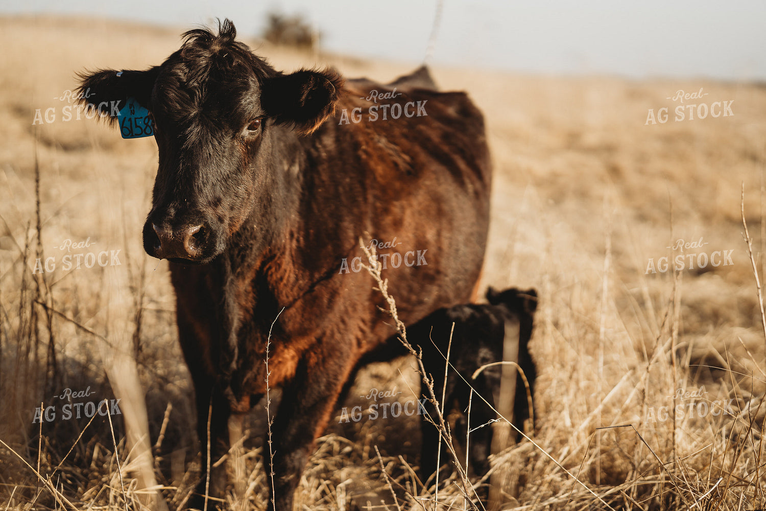 Angus Cattle in Pasture 196156