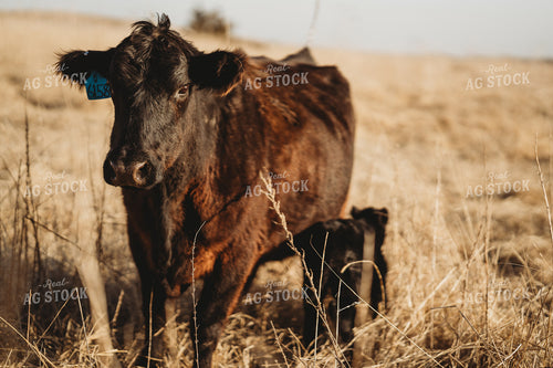 Angus Cattle in Pasture 196156