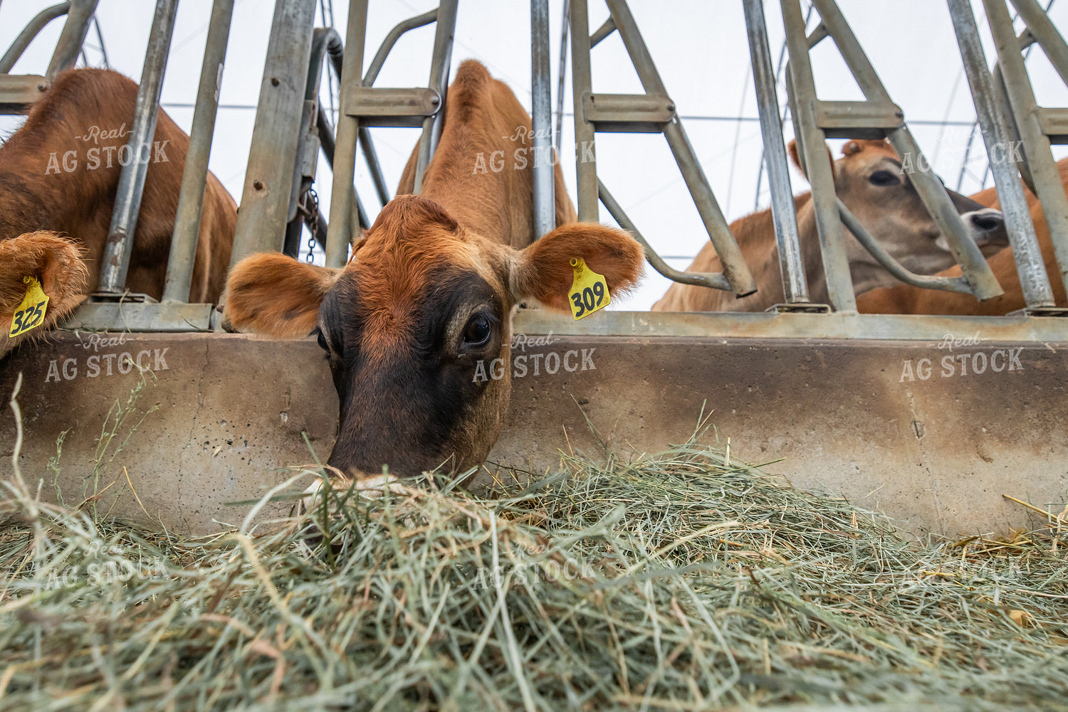 Jersey Cattle Eating in Barn 270459
