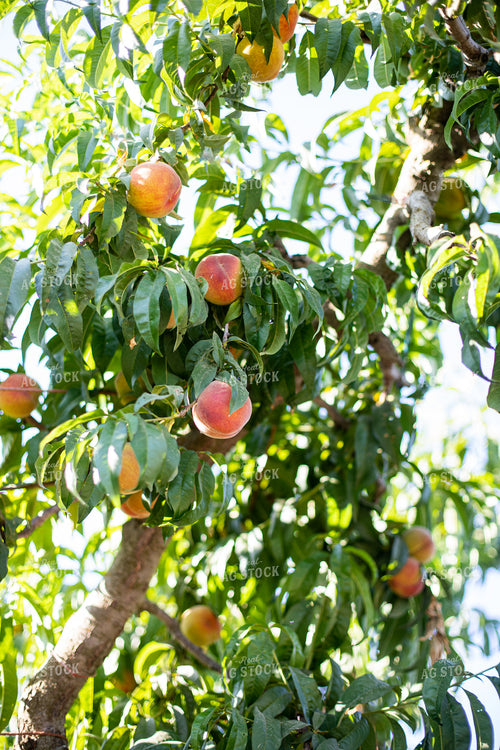 Peach Tree 276077
