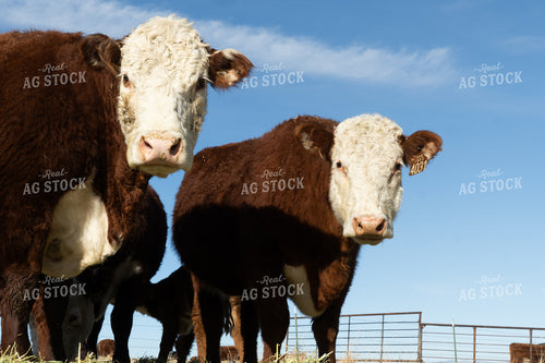 Hereford Cattle 65599