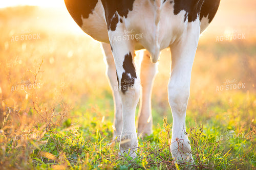 Holstein Dairy Cow in Pasture 55082