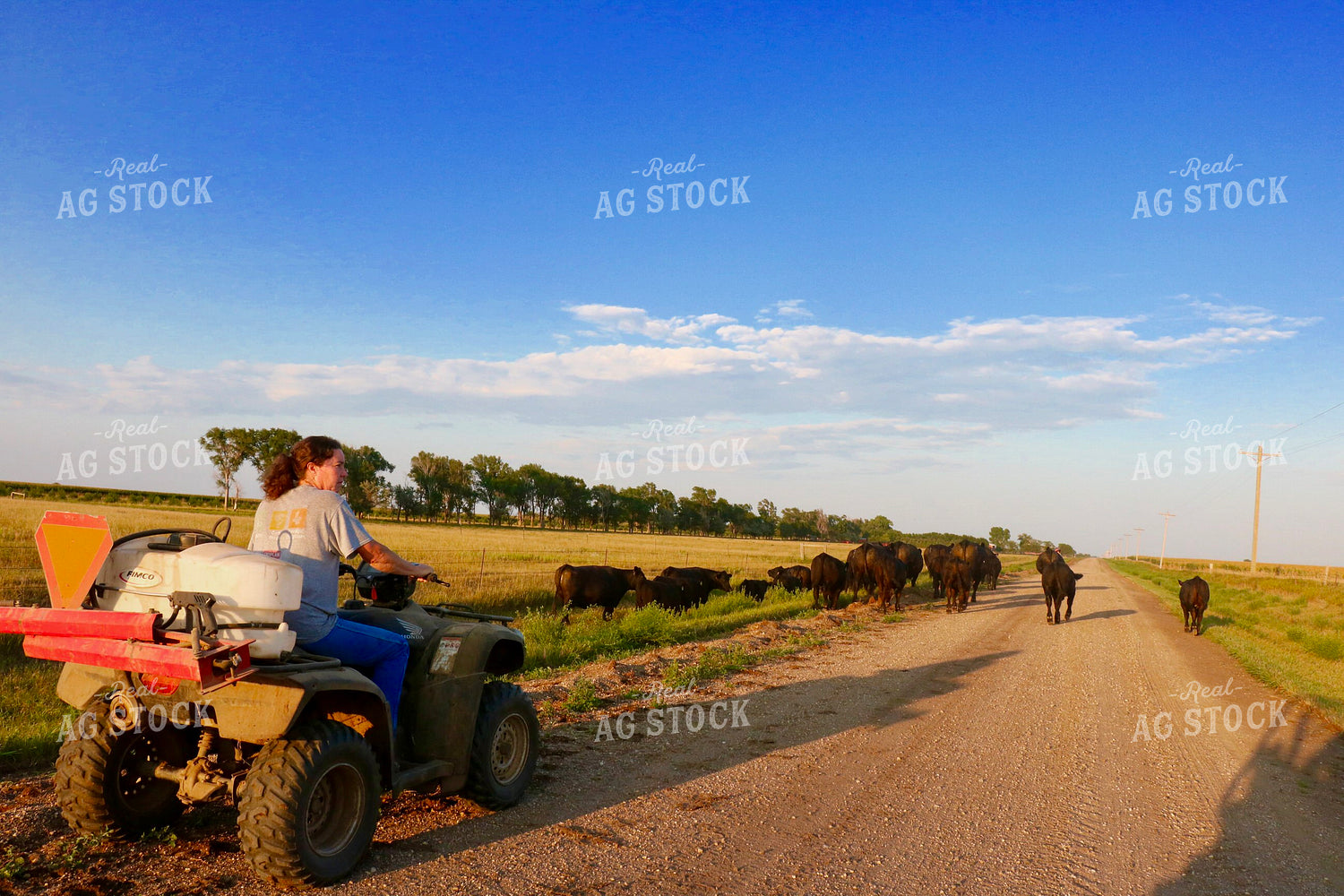 Female Cattle Producer Moving Cattle 299208