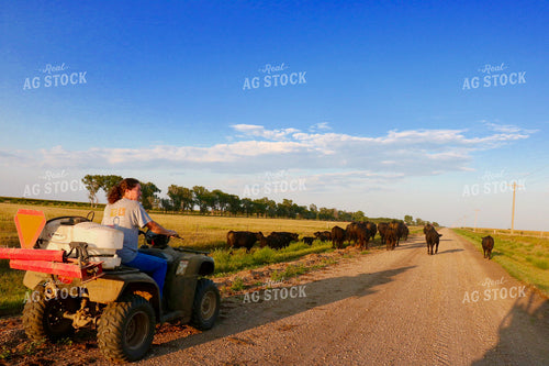 Female Cattle Producer Moving Cattle 299208
