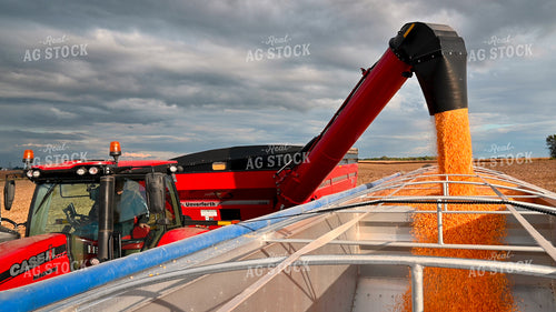 Grain Cart Unloading into Semi 25633