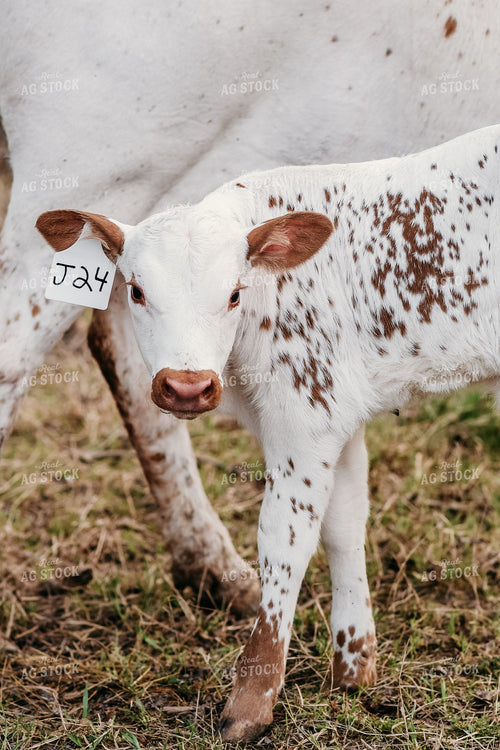 Calf in Pasture 64060