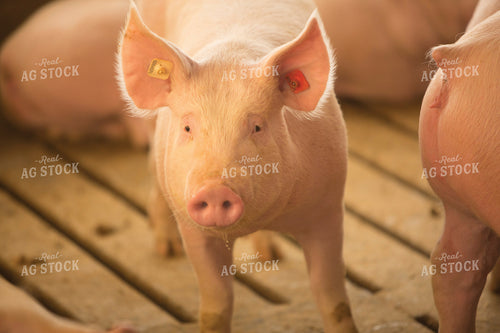 Pigs in Modern Barn 3860