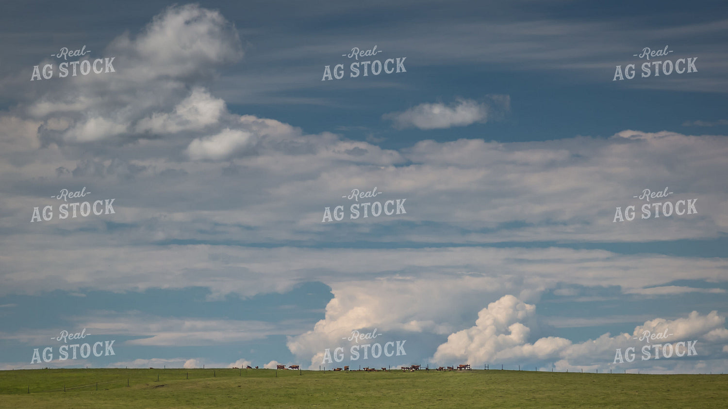 Cattle Graze in Scenic Open Pasture 138004