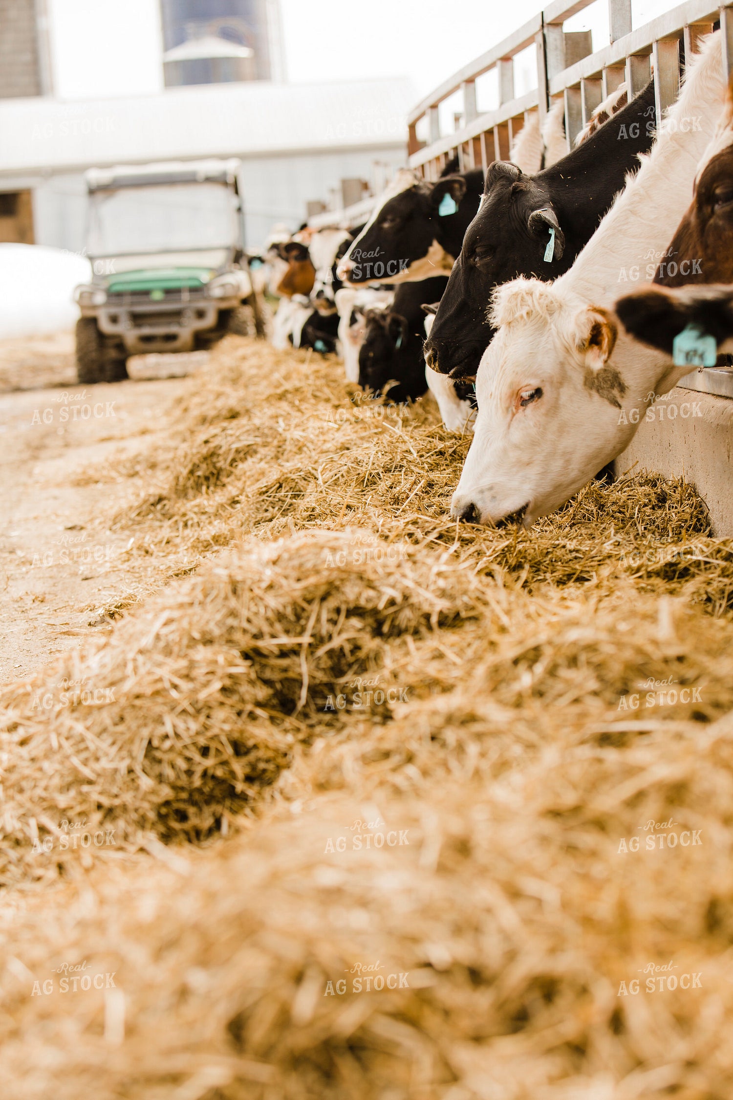 Dairy 2714