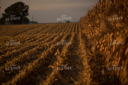 Corn - Dry 1321