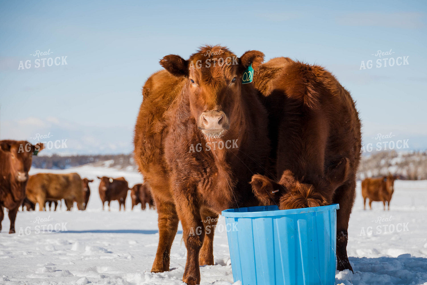Angus Cattle by Water Bucket in Pasture 97132