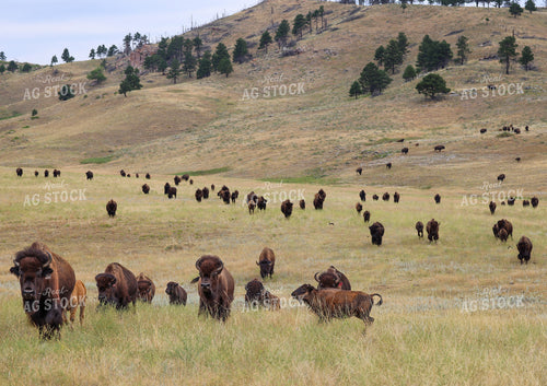 American Bison 261034