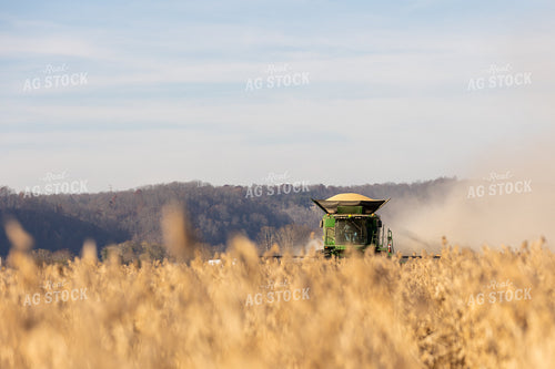 Soybean Harvest 52577