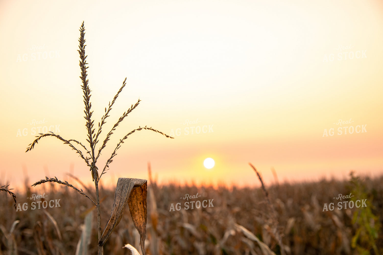 Dried Corn Tassels at Sunset 25465