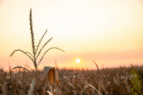 Dried Corn Tassels at Sunset 25465
