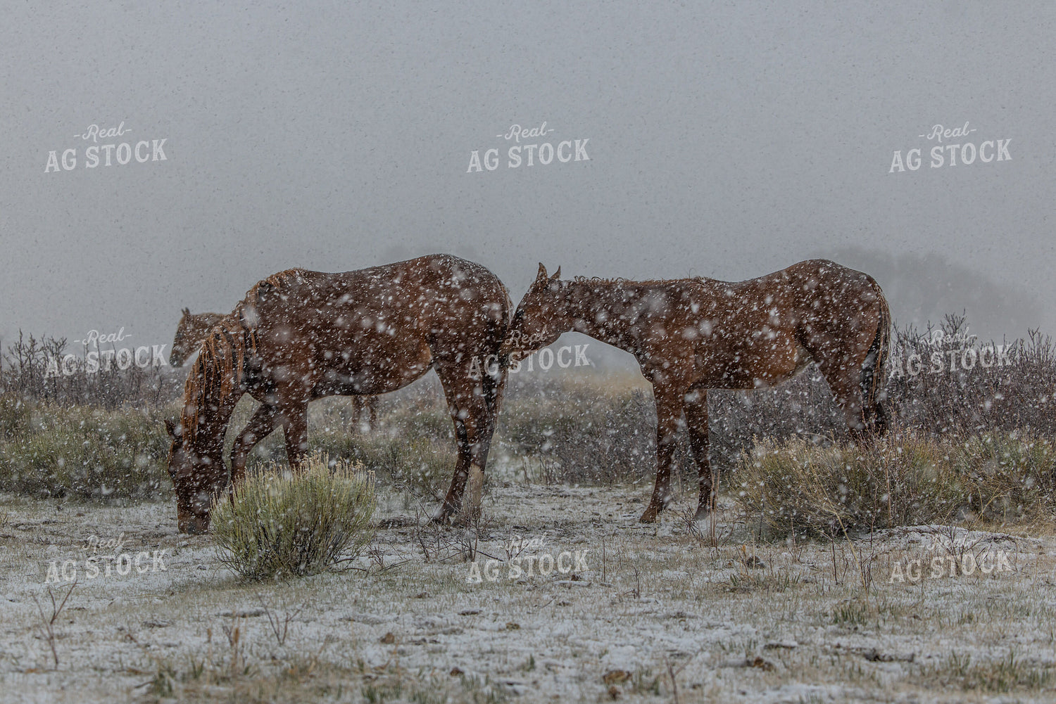 Horses in the Snow 304085