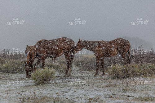 Horses in the Snow 304085